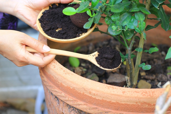Woman adding soil to a potted plant with a wooden spoon from a wooden bowl