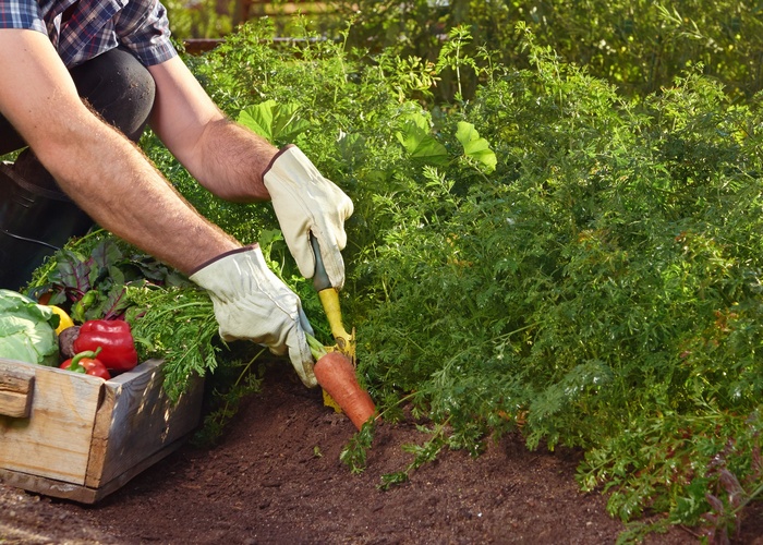 man in white gloves squatting in a garden bed taking carrots out of the ground with a tool
