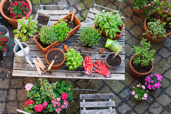wooden outdoor table with various pots and plants and gardening tools surrounded by potted plants