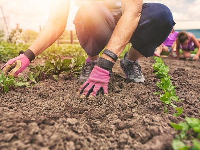 man with gloves in a garden planting and checking the soil