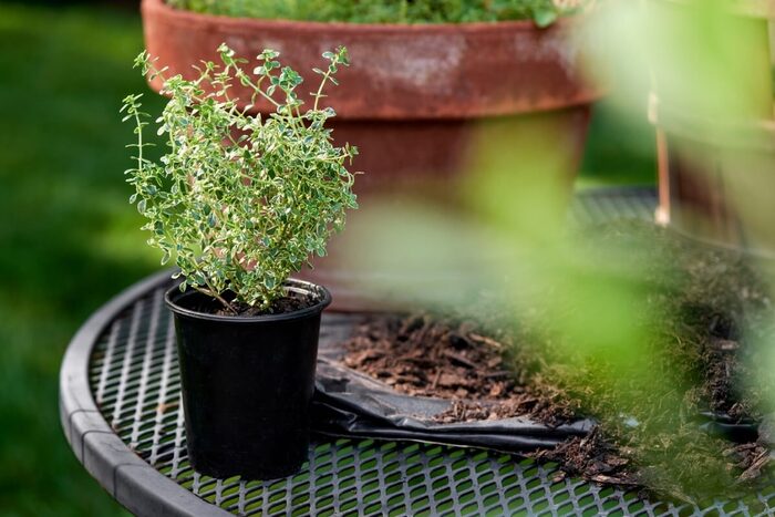 herb in a small black pot on a metal outdoor table surrounded by pots