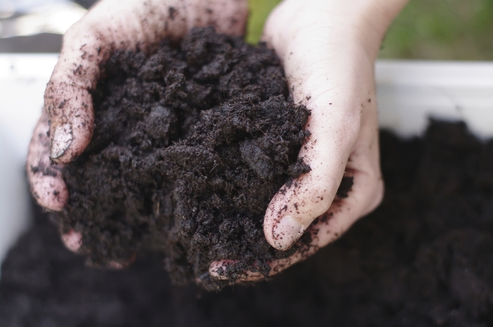 woman's hands holding black compost 