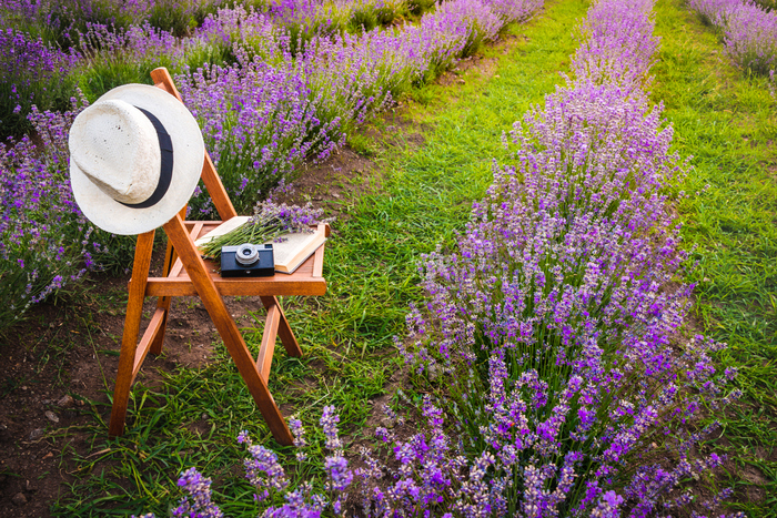 wooden chair with a white sun hat on in the middle of a lavender field