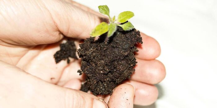 hand holding a small piece of soil with a little green plant growing in it