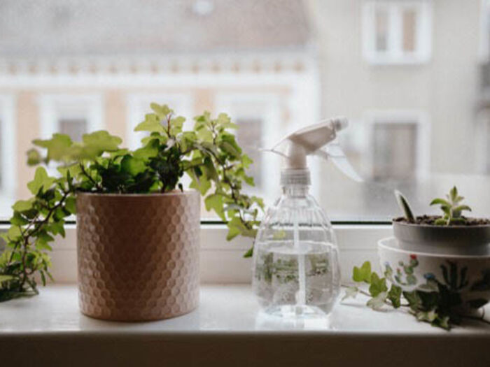 houseplants green plant in a white pot on a window sill with water spray bottle next to it