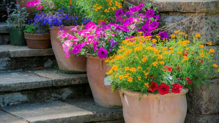 large outdoor pots with blossoming flowers in different colors arranged on a staircase