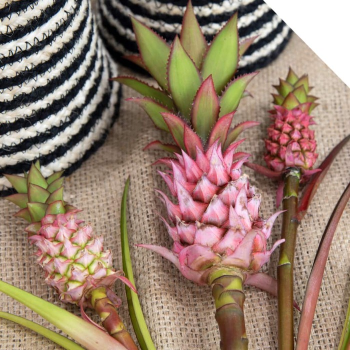 light pink pineapple flowers on a clothed surface 