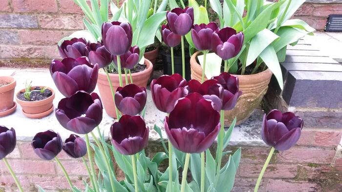 planting tulips outdoors dark purple tulips in a garden surrounded by pots