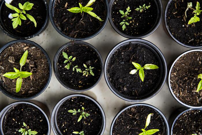 many different small pots with soil and small green plants in each of them