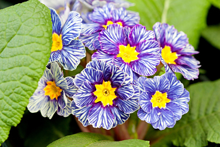 blue white and yellow primrose with beautiful green leaves