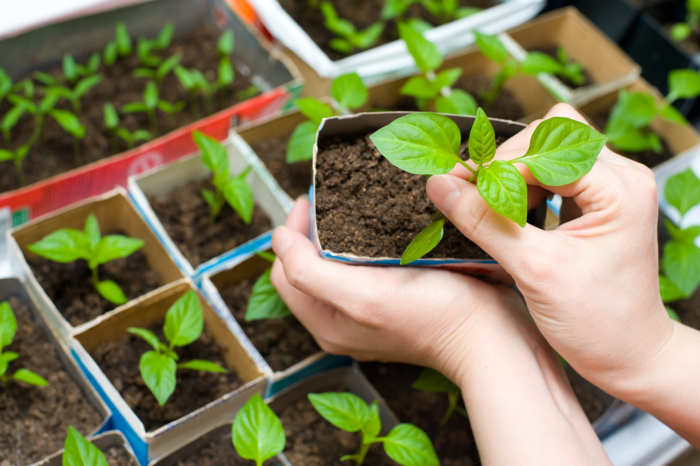 woman holding a box from recycled paper with small green plants in it more plants in the background