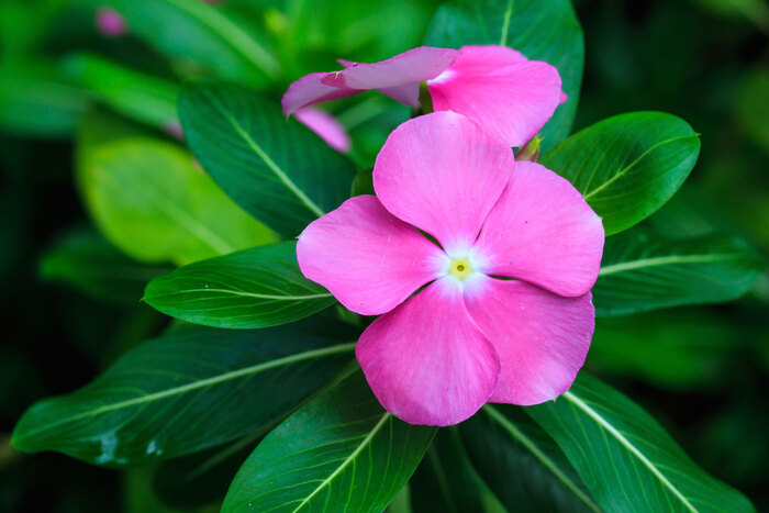 rosy periwinkle flower with bright green leaves in the background