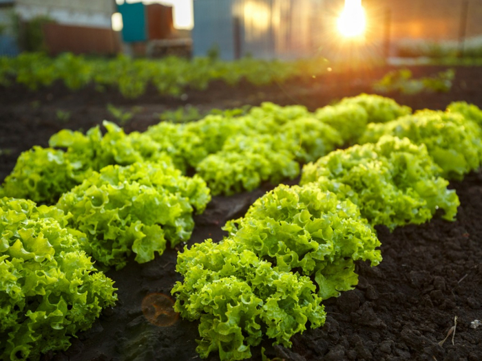 sunlit vegetable garden with lines of lettuce in rows