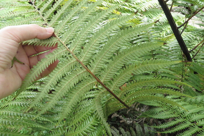 hand holding a fern tree leaf 
