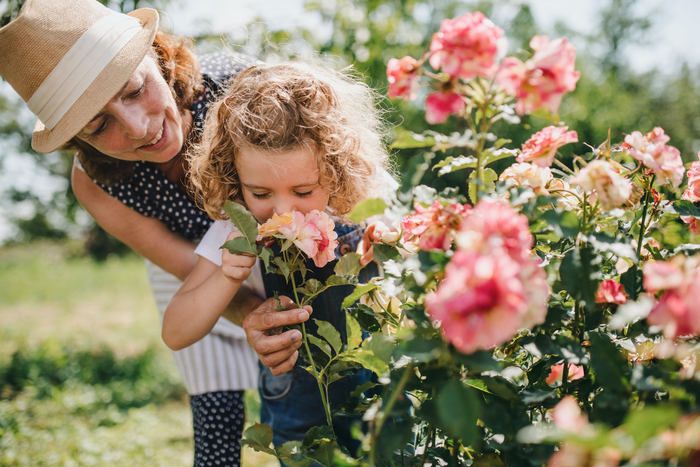 Woman with a sun hat holding a little girl smeliing a bush of blooming pink roses