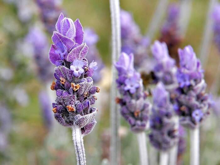 close up of purple lavender flowers with more blooms in the background