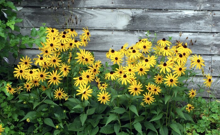 Black-Eyed Susan blossoming in a garden with gray wooden fence in the background