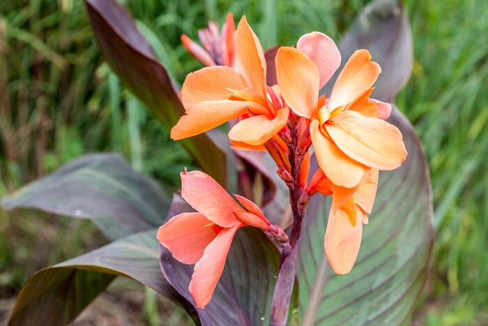 canna lillies in a garden blossoming close shot with grass in the background