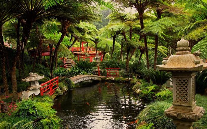 Japanese style tropical garden with tall palm trees a pond wish fish and traditional looking bridges