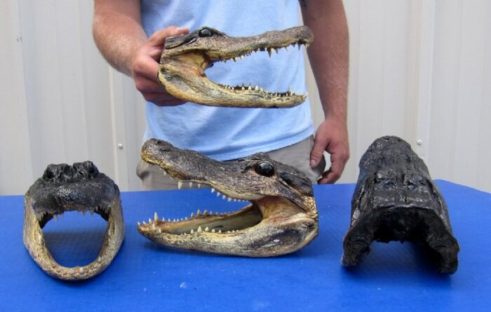 man in a blue shirt holding an alligator head with three more heads on a dark blue surface in front of him