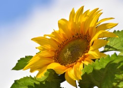 giant-sunflower
