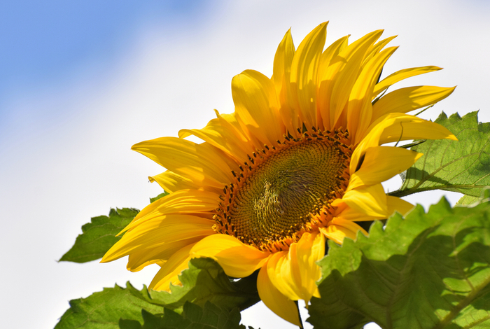 giant-sunflower