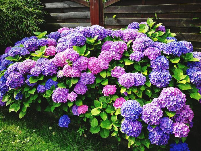 a large bush of blue, pink and purple hydrangea blooming in a garden
