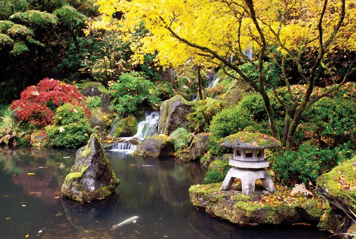 Japanese garden with a creek and pond with fish rocks and trees with yellow leaves