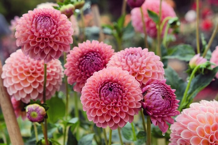 Pink dahlias close shot in a garden outdoors