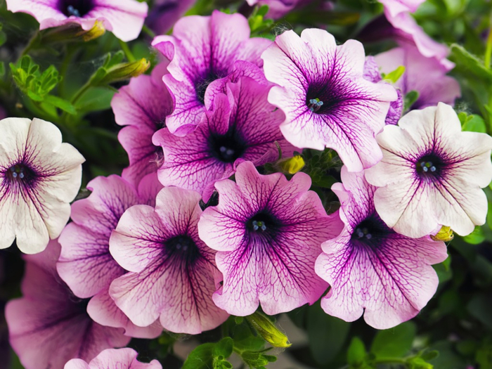 close up purple petunias with green leaves in the background