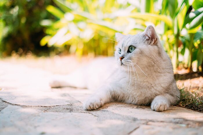 white cat in summer laying outside on a paved walkway looking aside