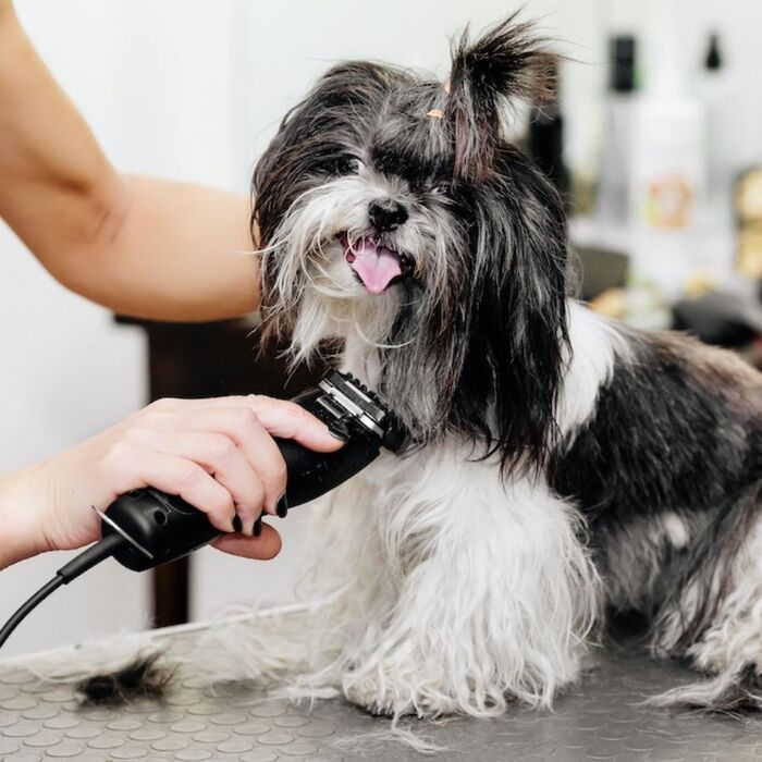 black and white dog being groomed at a salon with a machine looking at the camera with his tongue out