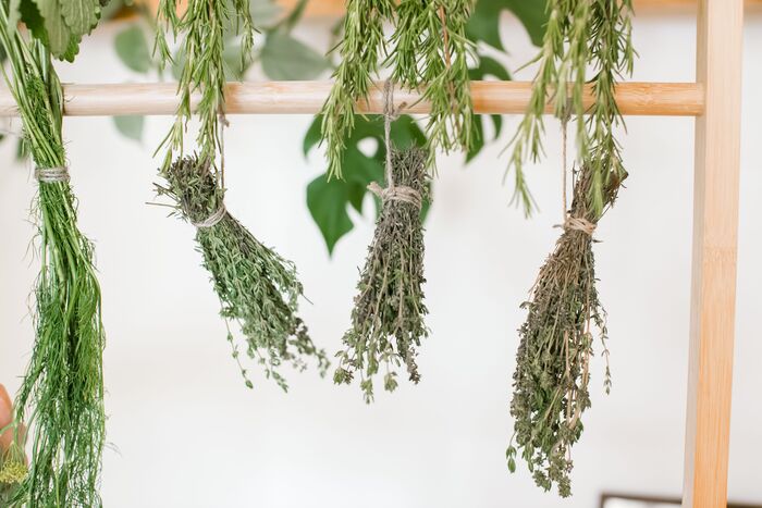 drying herbs bouquets of herbs hanging from a wooden stick drying 
