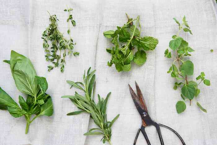 gathering herbs herb clippings on a white cloth with black scisscors