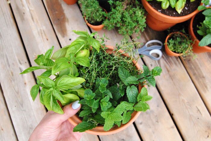 woman holding an empty planter with herbs with a wooden table in the background