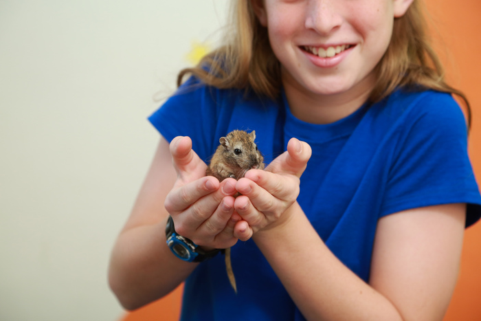 little girl in blue shirt holding a mouse in her hands showing to the camera and smiling