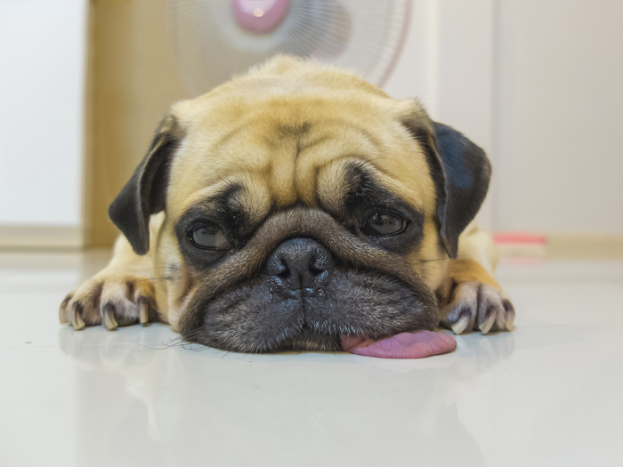 sleepy Pug in a hot day with chin and tongue laying on Floor