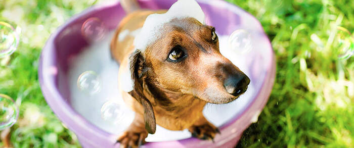 summertime dachshund taking a bath outside in a pink tub with foam on his head 