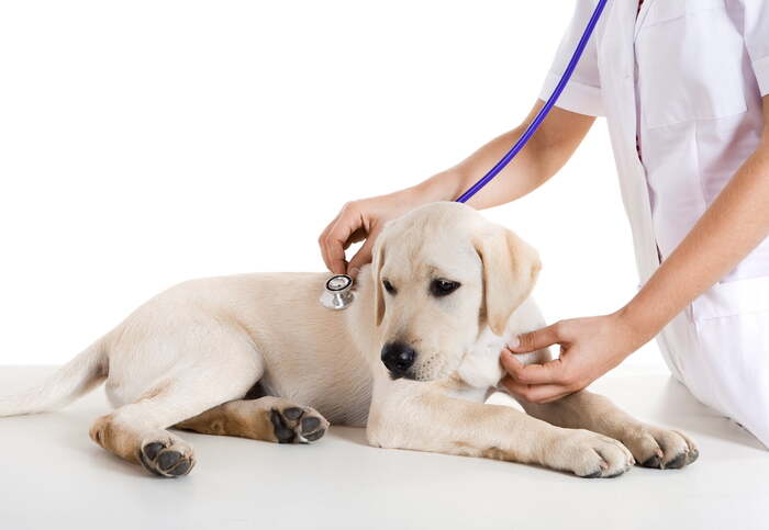 vet visit labrador puppy at the vet being examined vet in white coat standing next to him