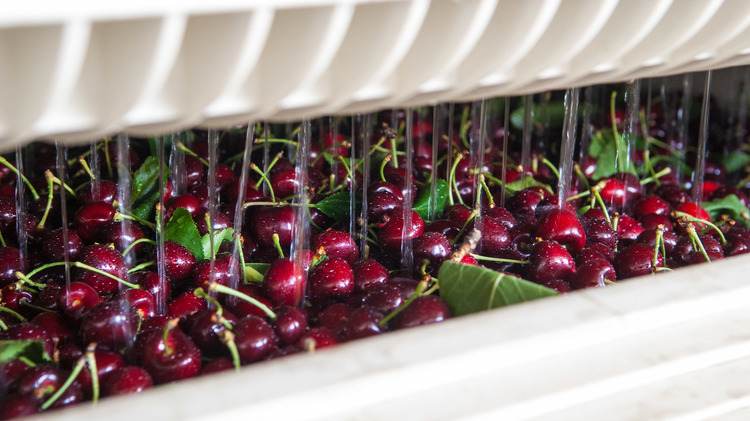 large container with red cherries being automatically washed by a machine