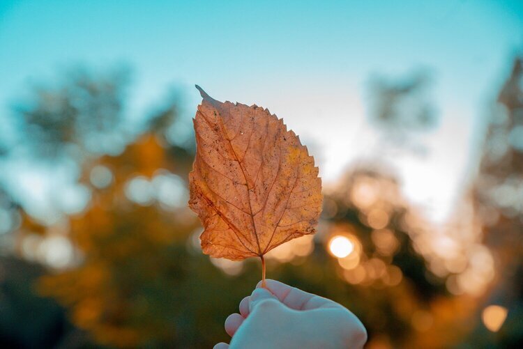 fall changes hand holding a leaf with the sky and other trees in the background